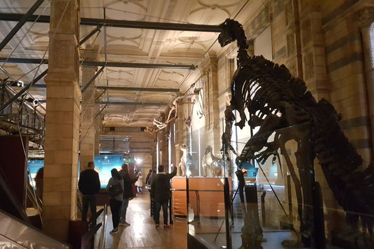 Suasana di Dinosaurs Hall di Natural History Museum di London, Senin (6/11/2017). Di tempat ini tersimpan berbagai fosil maupun replikanya dari berbagai jenis dinosaurus yang pernah ditemukan. 