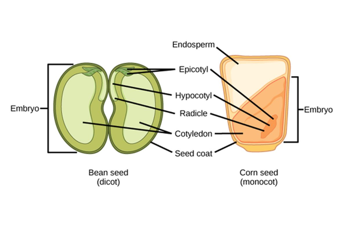 Tumbuhan Dikotil: Ciri-ciri, Struktur, dan Perkembangbiakan