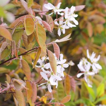 Ilustrasi pohon amelanchier.