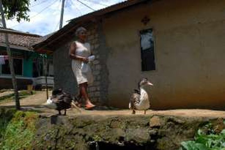 Seorang warga melintas dua ekor bebek peliharaan warga di Kampung Cigeulong, Desa/Kecamatan Cikidang, Kabupaten Sukabumi, Jawa Barat, Kamis (24/3/2016). Selama sebulan terakhir ini di Kampung Cigeulong sebanyak 65 ekor ayam dan 15 ekor bebek mati yang diduga terjangkit penyakit tetelo. 
