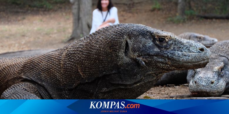 Akhirnya Terjawab Alasan Komodo Hanya Ada Di Indonesia Halaman All Kompas Com