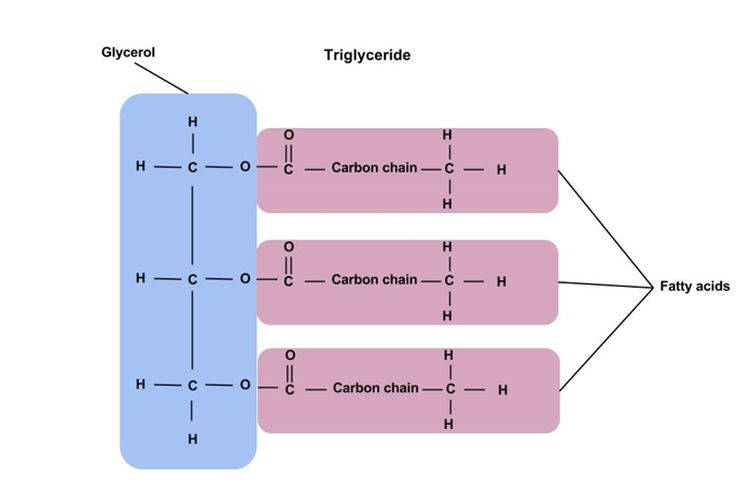 Struktur trigliserida yang terbentuk dari satu molekul gliserol dan tiga molekul asam lemak.