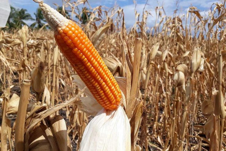 Dari Kebun Kelapa dan Ladang Jagung Mereka Bangkit