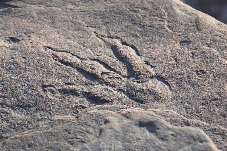 Jejak kaki dinosaurus berusia 220 juta tahun ditemukan di pantai Bendricks Bay. 