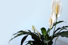 Peace Lily Tidak Berbunga? Ini Berbagai Penyebabnya