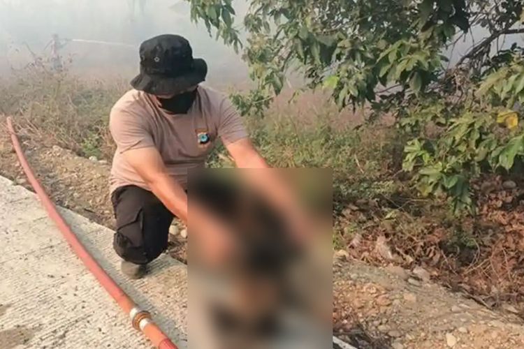 Lima Bekantan Ditemukan Mati di Tengah Karhutla HSS, Tubuh Terbakar