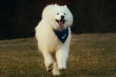 Bukan Selebriti, ASICS Pilih Anjing Felix the Samoyed Jadi Brand Ambassador