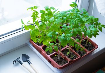 Catat, Ini Tips Memilih Benih Sayur Berkualitas