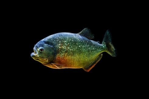 Apakah Ikan Piranha Ada di Indonesia? Yuk Temukan Jawabannya di Sini!