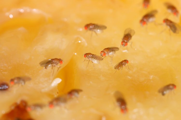Cara mengusir semut di lemari makan