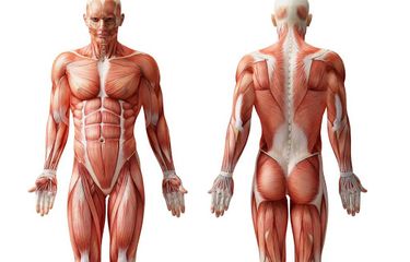 Sebuah torso memperlihatkan sistem otot manusia, nampak depan dan belakang.