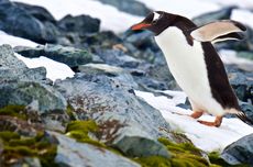 Bikin Khawatir Pawang, Penguin yang Hilang 2 Minggu Ini Ditemukan Bahagia di Laut