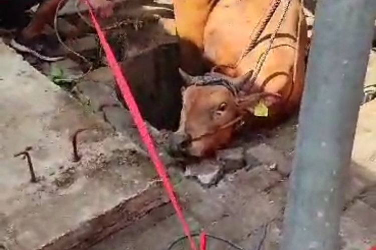Petugas dari UPT Pemadam Kebakaran Kota Malang melakukan evakuasi terhadap seekor sapi yang dilaporkan masuk ke dalam tempat pembuangan limbah kurban. 