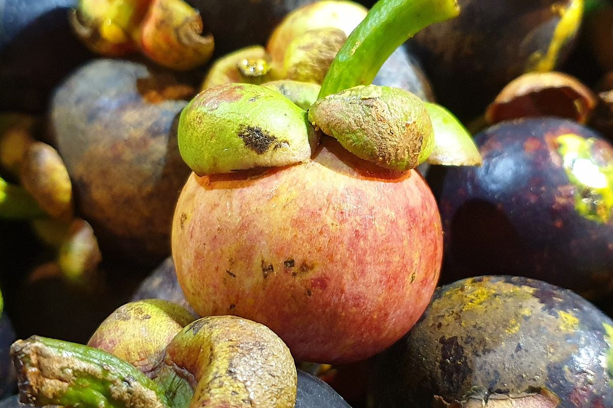 Ilustrasi buah manggis.