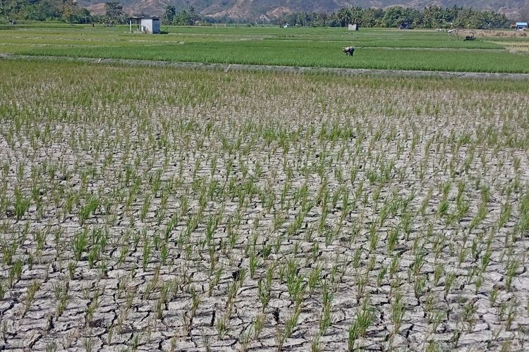 Dampak Gempa Flores, 12 Sumur Bor Petani di Sikka Runtuh, Irigasi Retak