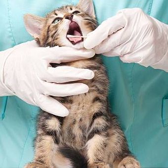 ilustrasi pemeriksaan gigi kucing