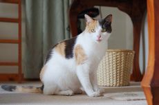 Benarkah Kucing dengan Warna Bulu Belang Tiga Selalu Betina?