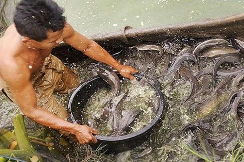 Spesies Baru Ikan Lele Ditemukan di Sungai Mahakam