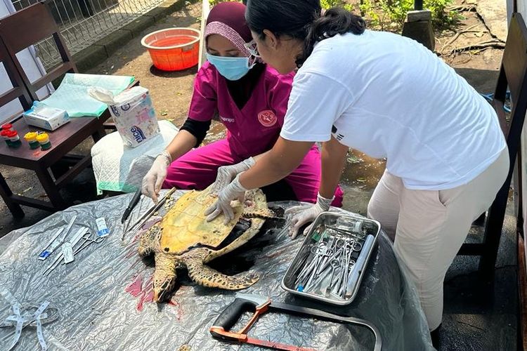 Dokter hewan melakukan pemeriksaan bangkai penyu yang ditemukan di Perairan Kabupaten Jembrana, Provinsi Bali.