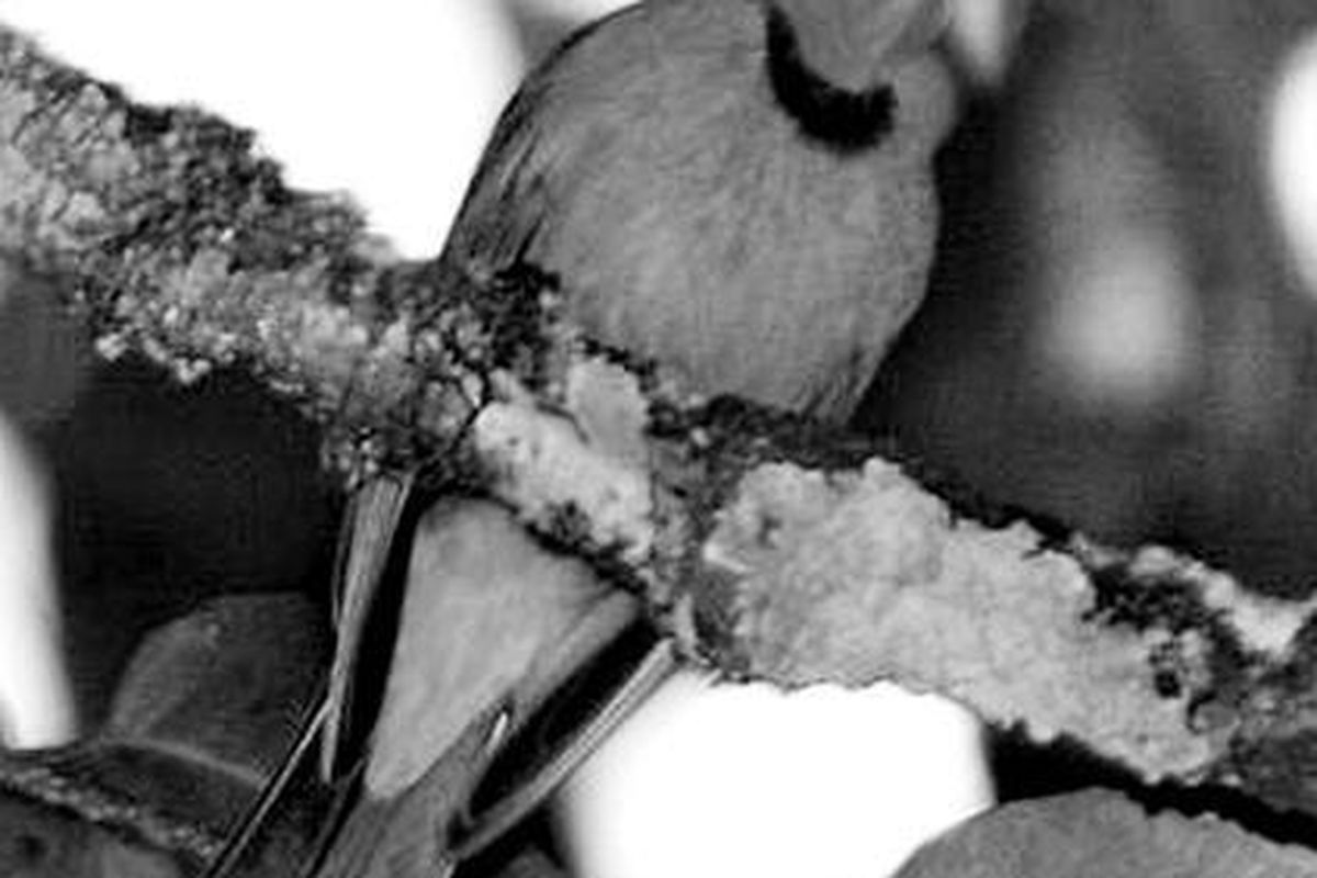 Burung garugiwa jantan (Pachycephala nudigula) berkicau memperdengarkan suaranya yang amat unik di kawasan arboretum danau triwarna Kelimutu, Kabupaten Ende, Pulau Flores, Nusa Tenggara Timur.