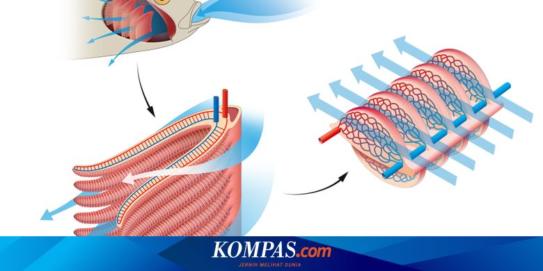 Pernapasan Pada Ikan Proses Dan Organ Yang Terlibat