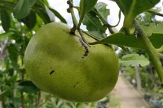 Syarat Tumbuh Black Sapote, Buah yang Rasanya seperti Puding Coklat