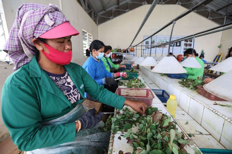 Pekerja menyiapkan pucuk  eucalyptus dari tanaman indukan untuk ditanam di kebun pembibitan milik PT Toba Pulp Lestari Tbk di Aek Nauli, Simalungun, Sumatera Utara, Senin (8/8/2022). Di tempat ini 2,5 juta bibit eucalyptus diproduksi tiap bulannya untuk didistribusikan ke 5 lokasi lahan konsesi hutan tanaman industri milik TPL di Aek Nauli, Habinsaran, Tapanuli Selatan, Aek Raja, dan Tele.