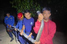 King Kobra Sepanjang 3,5 Meter Masuk Rumah Warga di Pacitan