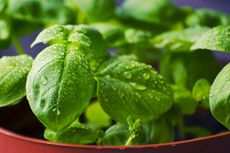 6 Kesalahan Umum Menggunakan Basil untuk Masakan