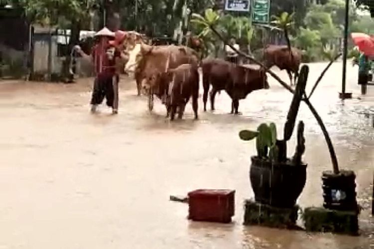 Warga Kelurahan Sutojayan, Kecamatan Sutojayan, Kabupaten Blitar menyelamatkan ternak sapi mereka menyusul banjir melanda pemukiman mereka, Senin (17/10/2022)