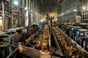 Pabrik Kelapa di Halmahera Utara Berpotensi Serap 20.000 Tenaga Kerja