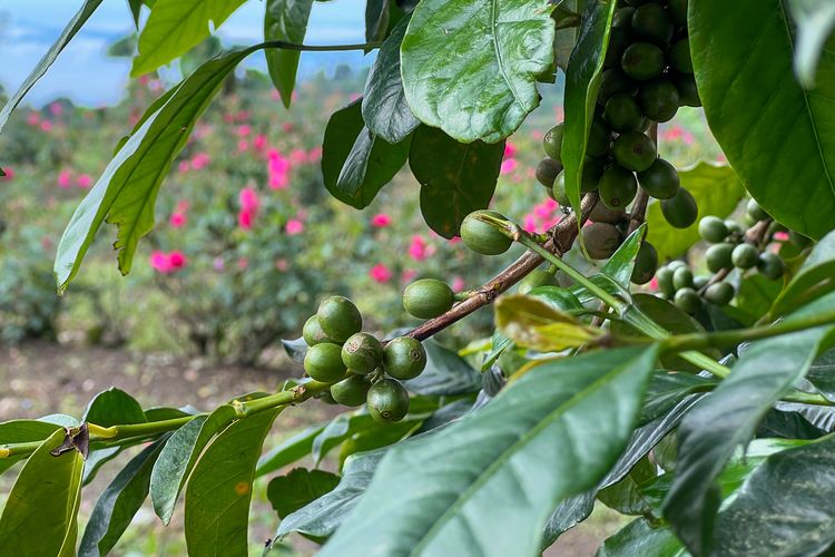 Coffee plants in Dumuk Hamlet, Mriyan, Tamansari, Boyolali are planted in the rose garden.