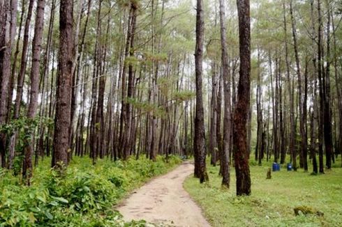 Hutan Pinus Juga Ada di Baubau, Sulawesi Tenggara