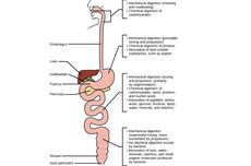 Perbedaan Pencernaan Mekanis dan Kimiawi