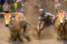  West Sumatra's Traditional Bull Race 'Pacu Jawi' Steps Up On the Global Stage 