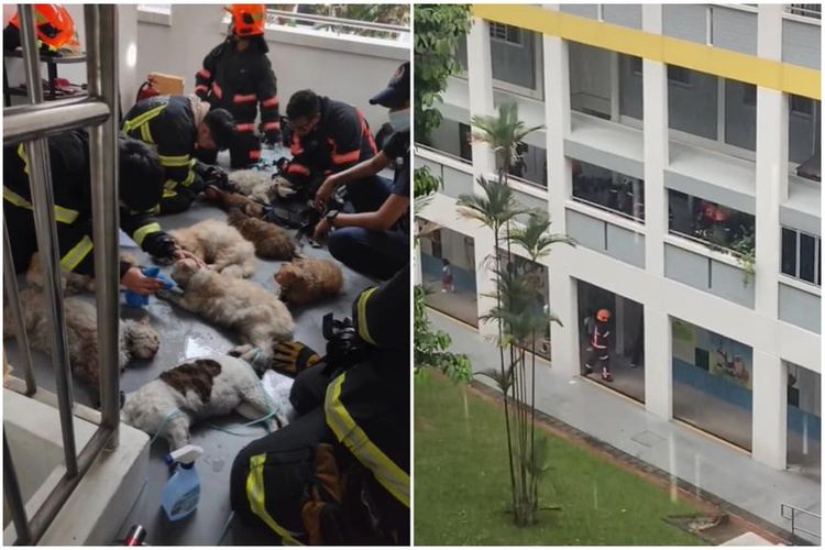 Petugas pemadam kebakaran memberikan pertolongan medis kepada kucing-kucing saat Kebakaran terjadi di Blok 422 Jalan Fajar, Singapura.