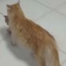 Video Viral Induk Kucing Bawa Anaknya ke Rumah Sakit untuk “Berobat”