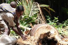 Hutan Sagu Terluas, Papua Barat Miskin Infrastruktur