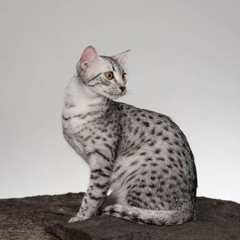 Ilustrasi kucing Egyptian Mau, ras kucing tertua di dunia.