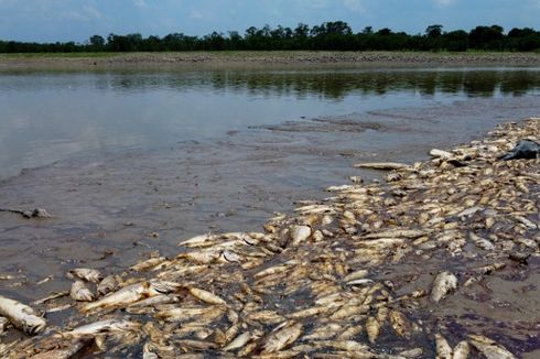 UPDATE Kekeringan di Sungai Amazon, Apa yang Terjadi?