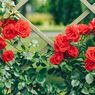 8 Kesalahan Menanam Bunga Mawar yang Harus Dihindari