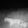 Begini Penampakan Anak Harimau Sumatera yang Sedang Bermain bersama Induknya