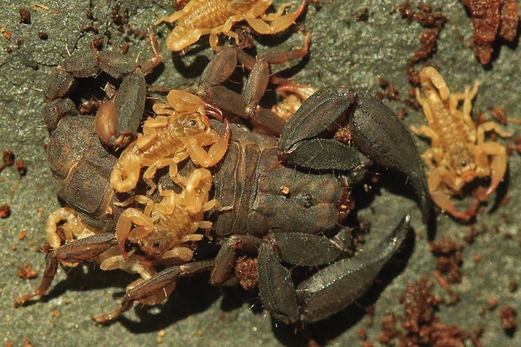 Spesies Baru Scorpiops Krachan: Kalajengking Mini yang Bisa Menyala!