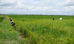 Kondisi Food Estate di Kalteng, Periset BRIN: Mengubah Lahan Rawa Jadi Produktif Tidak Mudah