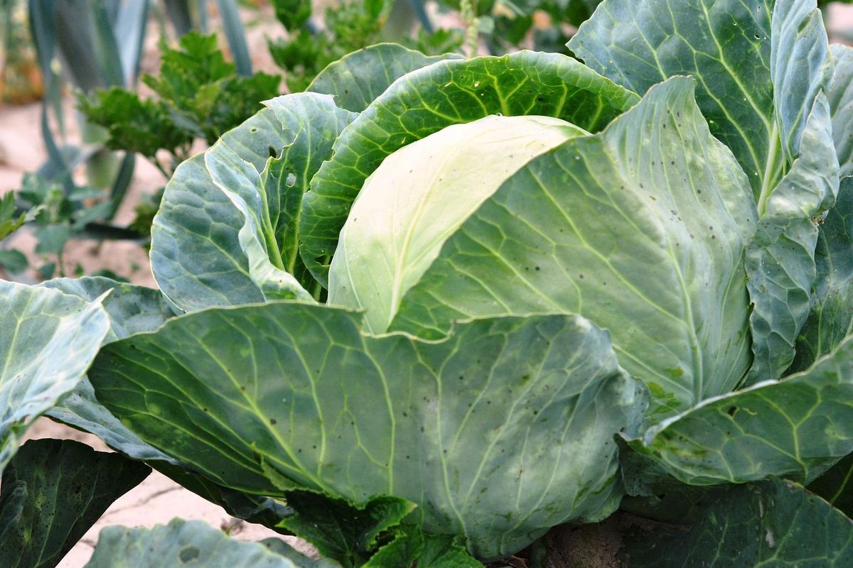 Ilustrasi kubis, menanam kubis.