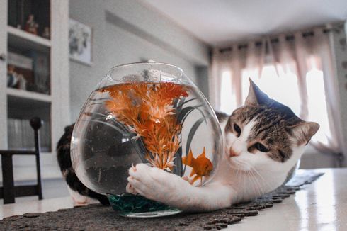 Mengapa Kucing Suka Ikan Padahal Mereka Membenci Air?