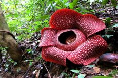 Bukti Kekayaan Indonesia, Spesies Rafflesia Baru Ditemukan di Bengkulu