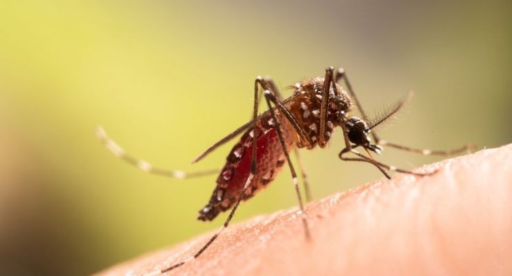 Kerja Sama Lintas Sektor Diperlukan Cegah Penularan Malaria di IKN
