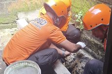 Buaya Sepanjang 2,5 Meter Milik Warga Surabaya Dievakuasi ke Kebun Binatang