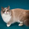 6 Fakta Menarik Kucing Munchkin, Kaki Pendek dan Ras Kontroversial
